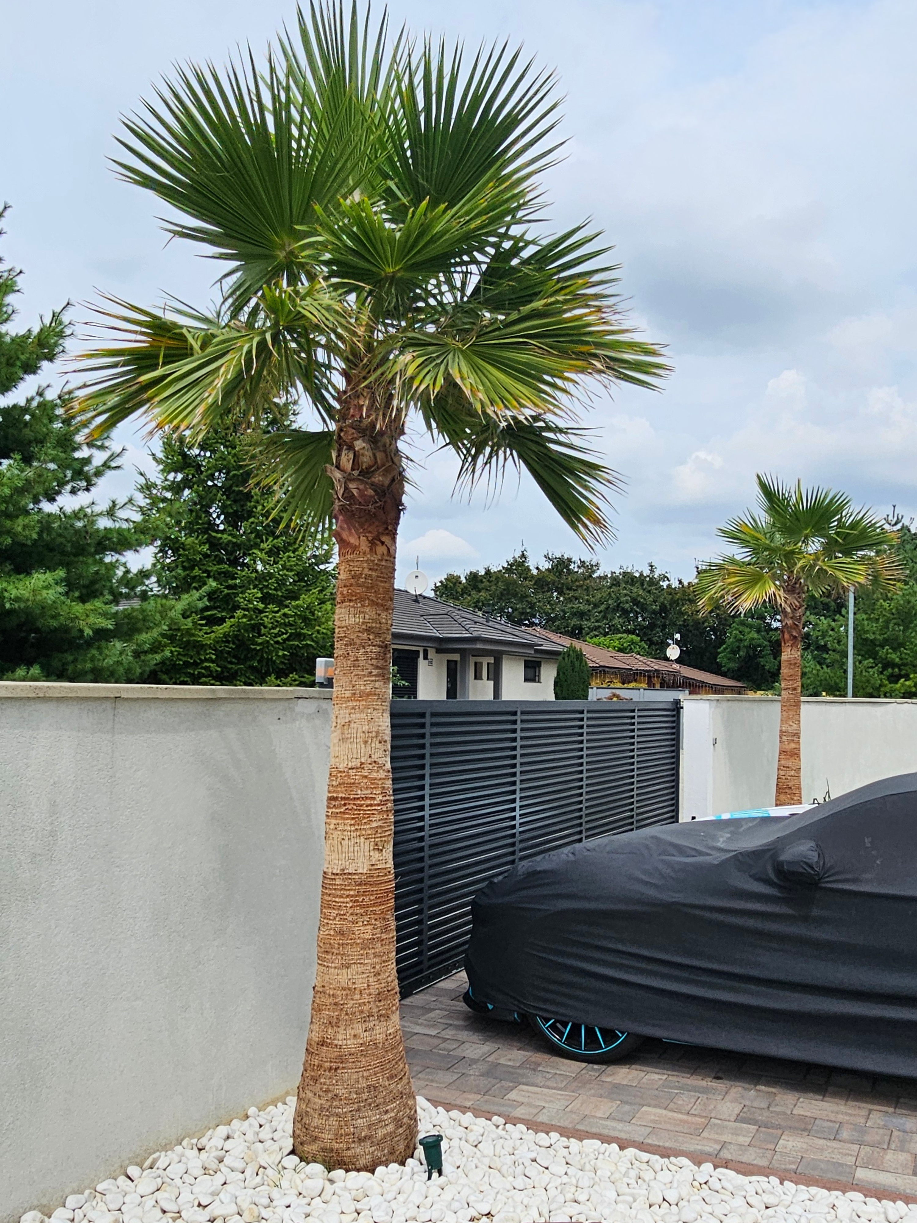 washingtonia vo volnej pode-Palmaren-1